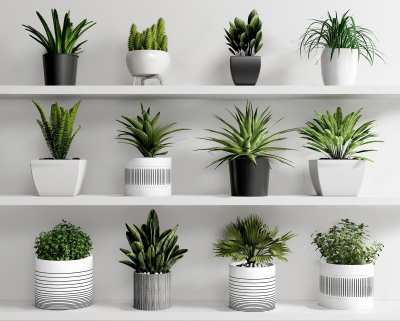 现代植物盆栽3D模型下载